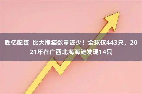 胜亿配资 比大熊猫数量还少!全球仅443只,2021年在广西北海海滩发现14只